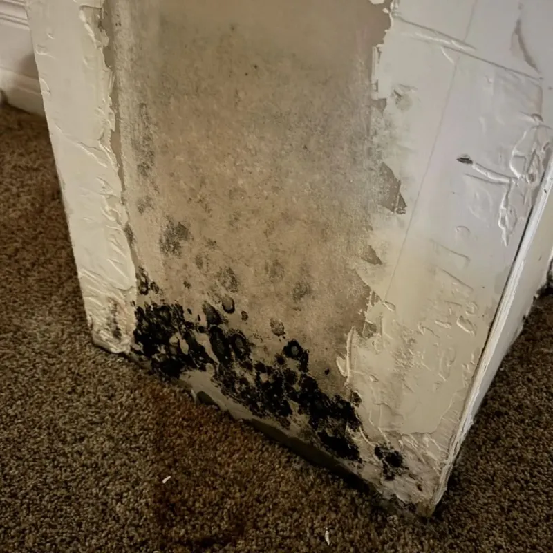 Professional Mold Removal in Paradis, LA